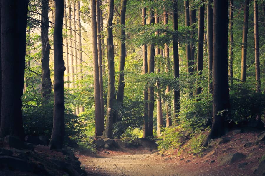 Nature Wellbeing