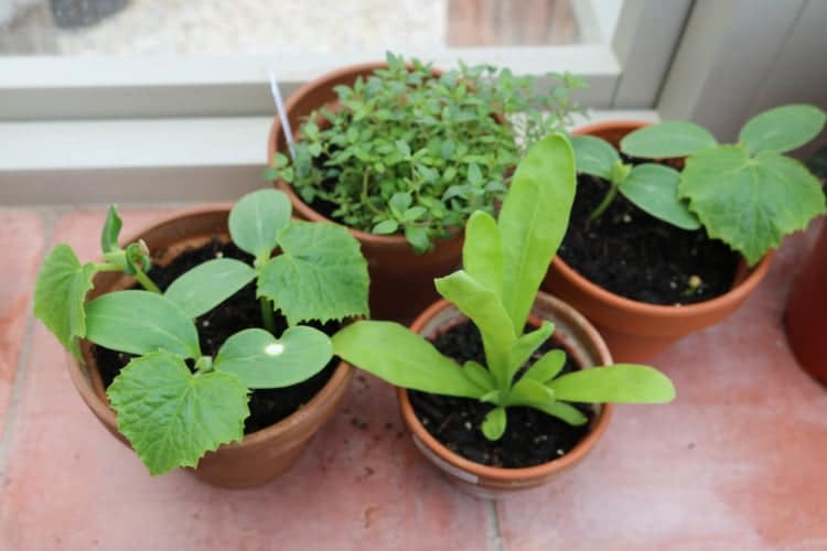 Greenhouse plants